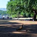 Lokrum, the Oasis of Peace and Serenity in Dubrovnik’s Reach 8 Lokrum