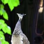 Lokrum: What Better Place for Late Summer Days 16 Lokrum 15