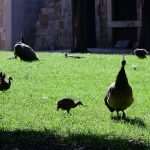 Lokrum: What Better Place for Late Summer Days 19 Lokrum 18