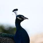 Lokrum: What Better Place for Late Summer Days 29 Lokrum 28