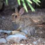 Lokrum: What Better Place for Late Summer Days 30 Lokrum 29