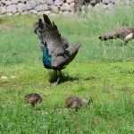 Lokrum: What Better Place for Late Summer Days 35 Lokrum 34