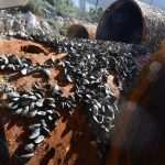 Works in Full Swing: Pelješac Bridge to be Completed Next July 48 Peljesac Bridge