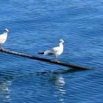 Works in Full Swing: Pelješac Bridge to be Completed Next July 51 Peljesac Bridge