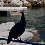 Although November, Our Sunny Lokrum Gallery Still Screams Summer 3 Lokrum