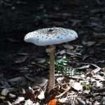 Although November, Our Sunny Lokrum Gallery Still Screams Summer 4 Lokrum