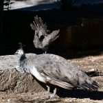 Although November, Our Sunny Lokrum Gallery Still Screams Summer 36 Lokrum