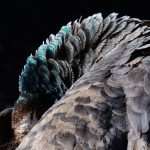 Although November, Our Sunny Lokrum Gallery Still Screams Summer 38 Lokrum