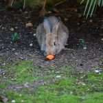 Although November, Our Sunny Lokrum Gallery Still Screams Summer 7 Lokrum