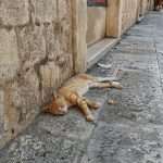 Sometimes a Little Bit of Shade is all You Need 4 heat dubrovnik 4