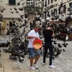 pidgeons gundulic square 2