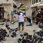 pidgeons gundulic square 3