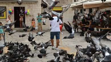 Is There a More Endearing Scene in the City? Little Gundulić Pidgeons Are Ready For Lunch 3 pidgeons gundulic square 3