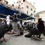 pidgeons gundulic square 4