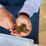 Uniqueness of Mali Ston Oyster's Taste in Signature Dishes by Hrvoje Zirojević 28 Mali Ston Oyster Project Event Lab 27