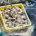 The Day of the Mali Ston Oyster: A Long-Awaited Pleasure For All Senses 2 mali ston oyster 1