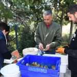 The Day of the Mali Ston Oyster: A Long-Awaited Pleasure For All Senses 12 mali ston oyster 11