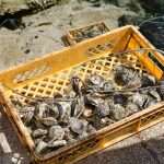 The Day of the Mali Ston Oyster: A Long-Awaited Pleasure For All Senses 31 mali ston oyster 30