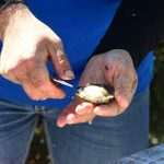The Day of the Mali Ston Oyster: A Long-Awaited Pleasure For All Senses 7 mali ston oyster 6