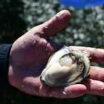 The Day of the Mali Ston Oyster: A Long-Awaited Pleasure For All Senses 8 mali ston oyster 7