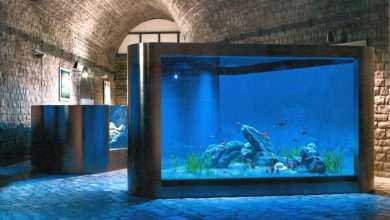 Aquarium Opening the Institute for Marine and Coastal Research in Dubrovnik 10