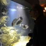 Photo Gallery: Enjoy the Newly Renovated Dubrovnik Aquarium 6 Aquarium Opening the Institute for Marine and Coastal Research in Dubrovnik 2