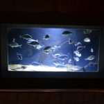 Photo Gallery: Enjoy the Newly Renovated Dubrovnik Aquarium 7 Aquarium Opening the Institute for Marine and Coastal Research in Dubrovnik 3