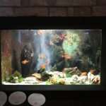 Photo Gallery: Enjoy the Newly Renovated Dubrovnik Aquarium 12 Aquarium Opening the Institute for Marine and Coastal Research in Dubrovnik 8