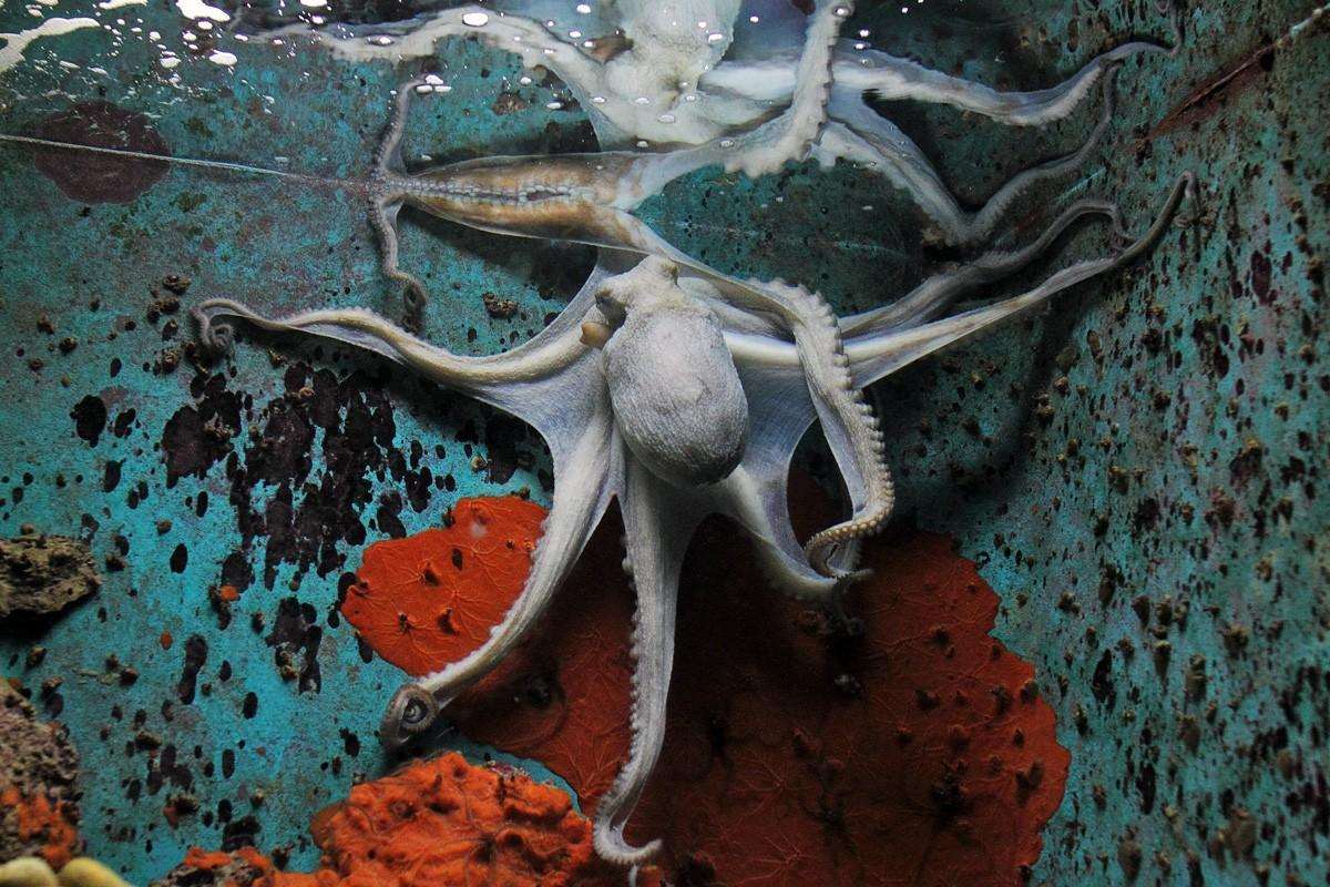 Photo Gallery: Enjoy the Newly Renovated Dubrovnik Aquarium 1 Aquarium Species 1