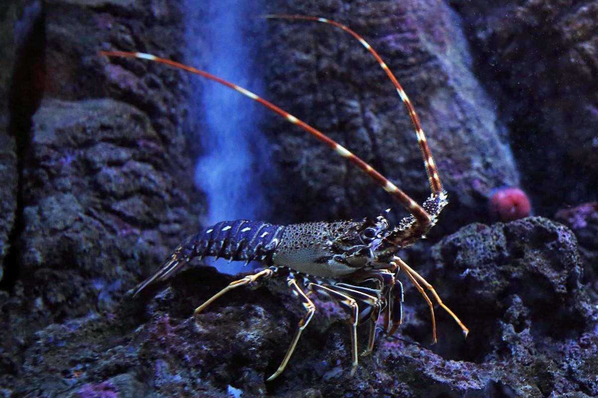 Photo Gallery: Enjoy the Newly Renovated Dubrovnik Aquarium 2 Aquarium Species 2