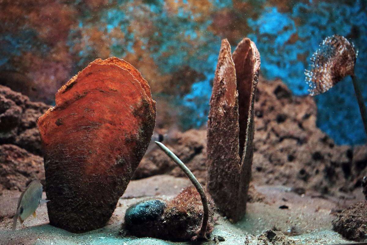 Photo Gallery: Enjoy the Newly Renovated Dubrovnik Aquarium 3 Aquarium Species 4