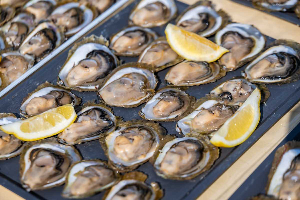 Oysters2